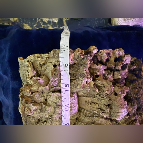 Air Plant Cork Mounted Arrangement - Green - Picture 6 of 7